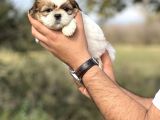 Küçük Shihtzu Bebeğim