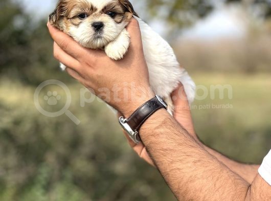 Küçük Shihtzu Bebeğim