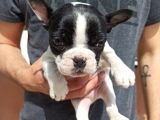 Sevimli French Bulldog yavrular
