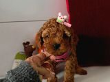 Orjinal Toy Poodle
