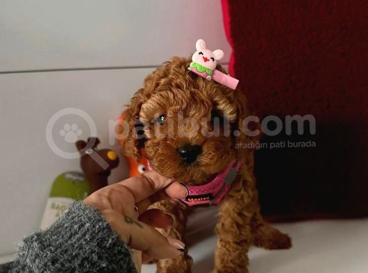 Orjinal Toy Poodle