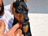 Safkan Doberman Yavrular