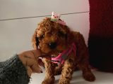 Orjinal Toy Poodle