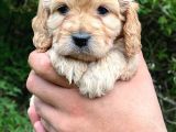 Özel Bebeğim Cockapoo