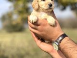 Özel Üretim Cockapoo Bebeğim