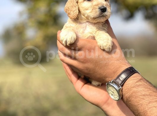 Özel Üretim Cockapoo Bebeğim görsel