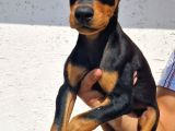 Safkan Doberman Yavrular