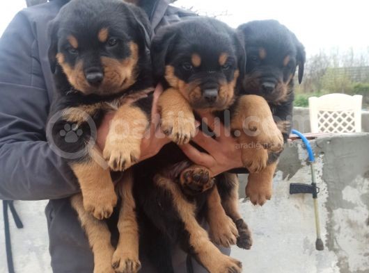 Rottwei̇ler Yavrular görsel