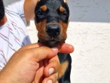 Safkan Doberman Yavrular