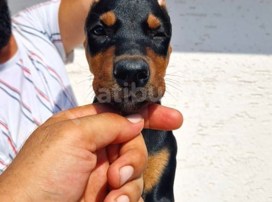 Safkan Doberman Yavrular