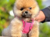 Safkan Teddy Bear Pomeranian Boo Yavrularımız