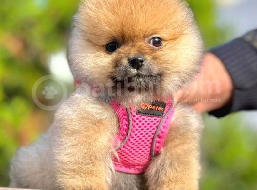 Safkan Teddy Bear Pomeranian Boo Yavrularımız görsel