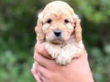Özel Bebeğim Cockapoo