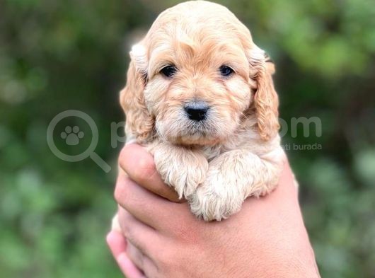 Özel Bebeğim Cockapoo görsel