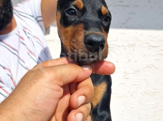 Safkan Doberman Yavrular görsel