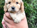 Özel Bebeğim Cockapoo