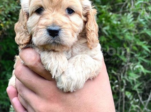 Özel Bebeğim Cockapoo görsel