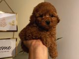 Ev Ortamında Büyüyen Toypoodle Yavrularımız