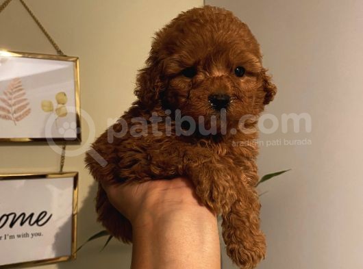 Ev Ortamında Büyüyen Toypoodle Yavrularımız görsel