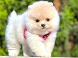 Safkan Teddy Bear Pomeranian Boo Yavrularımız