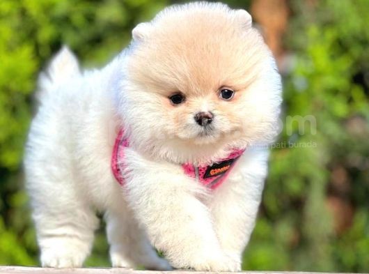 Safkan Teddy Bear Pomeranian Boo Yavrularımız görsel