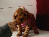 Orjinal Toy Poodle