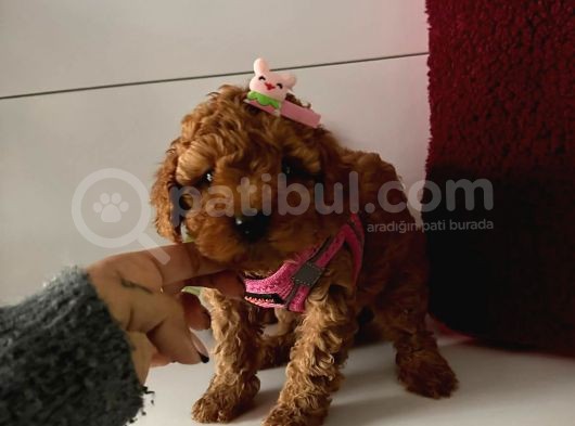 Orjinal Toy Poodle görsel