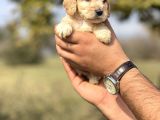 Özel Üretim Cockapoo Bebeğim