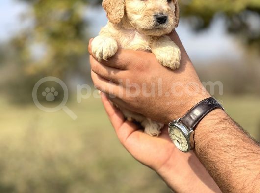 Özel Üretim Cockapoo Bebeğim görsel