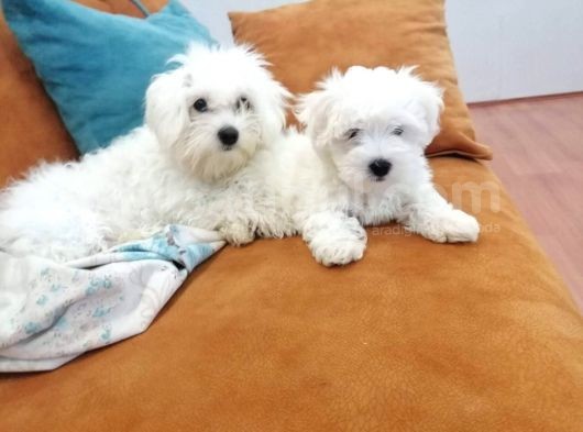 Irk Ve Sağlık Garantili Maltesse Terri̇er görsel