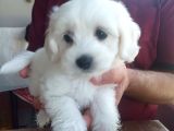 Tatlış Maltese Bebekler