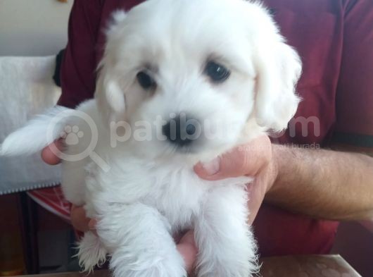 Tatlış Maltese Bebekler görsel