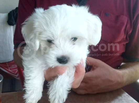 Tatlış Maltese Bebekler görsel