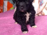 Black Poodle Bebekler
