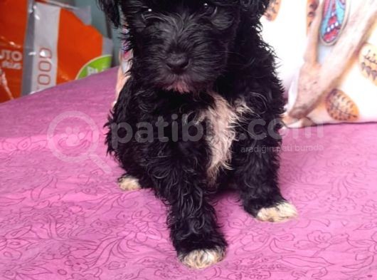 Black Poodle Bebekler görsel