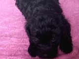 Black Poodle Bebekler