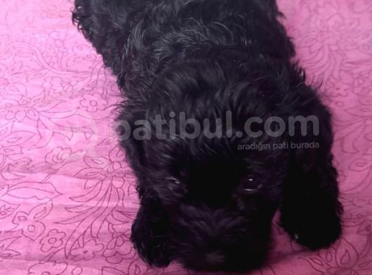 Black Poodle Bebekler
