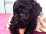 Black Poodle Bebekler