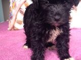 Black Poodle Bebekler