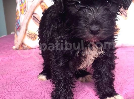 Black Poodle Bebekler görsel
