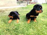 Saf Kan Rottweiler Bebekler