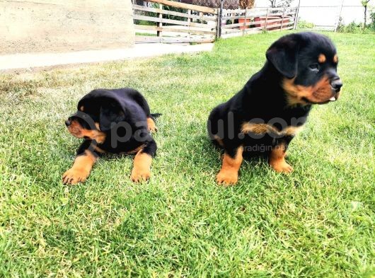 Saf Kan Rottweiler Bebekler görsel