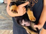 Saf Kan Rottweiler Bebekler