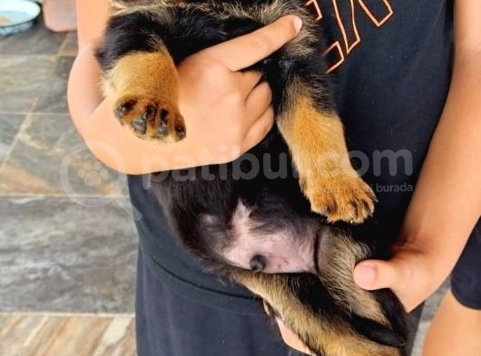 Saf Kan Rottweiler Bebekler görsel