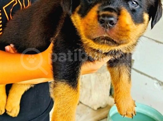 Saf Kan Rottweiler Bebekler