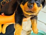 Saf Kan Rottweiler Bebekler