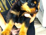 Saf Kan Rottweiler Bebekler