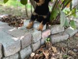 Saf Kan Rottweiler Bebekler