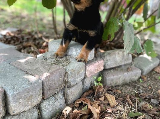 Saf Kan Rottweiler Bebekler görsel