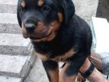 Saf Kan Rottweiler Bebekler